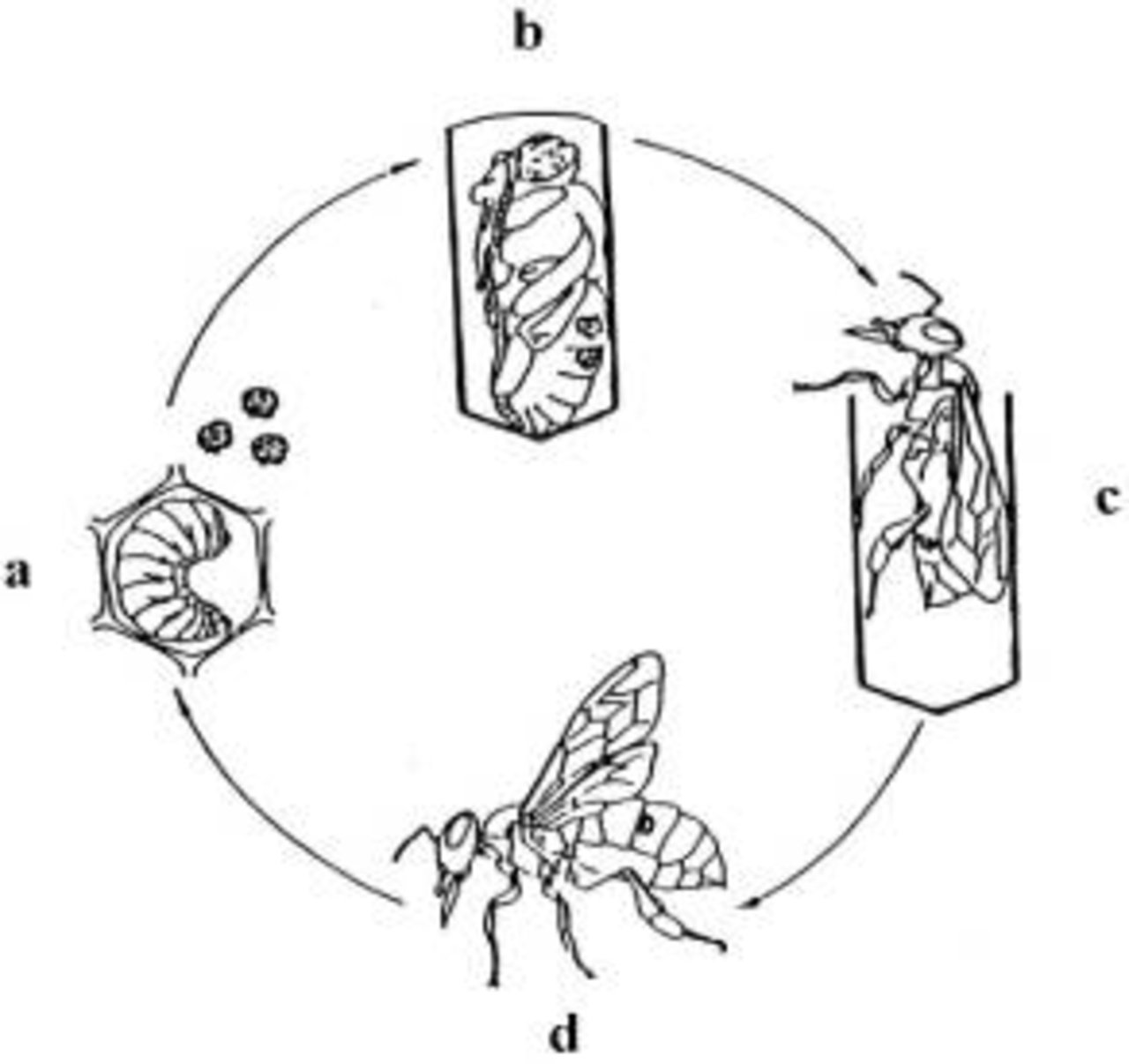 Lebenszyklus von Varroa destructor