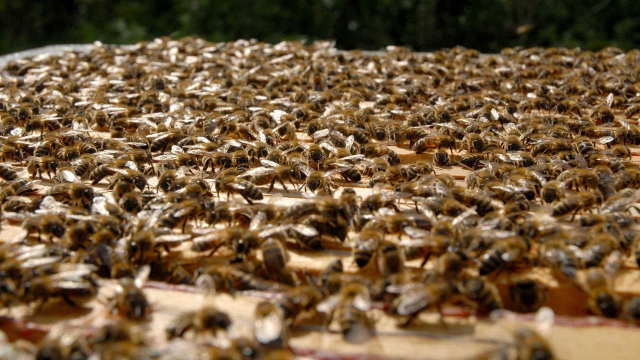 Vitale Honigbienen der AGT